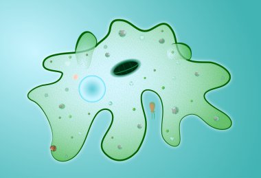 Amoeba proteus. Microbes. clipart