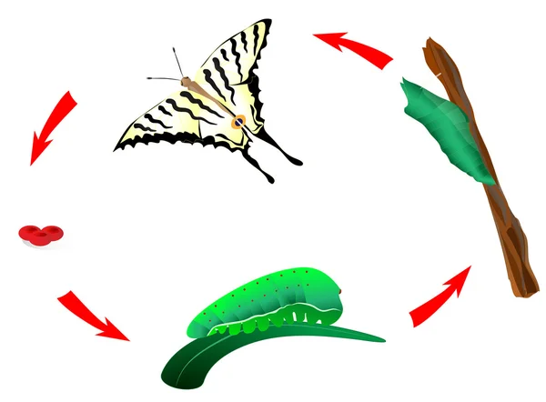 Πεταλούδα κύκλου ζωής. Μεταμόρφωση — Διανυσματικό Αρχείο