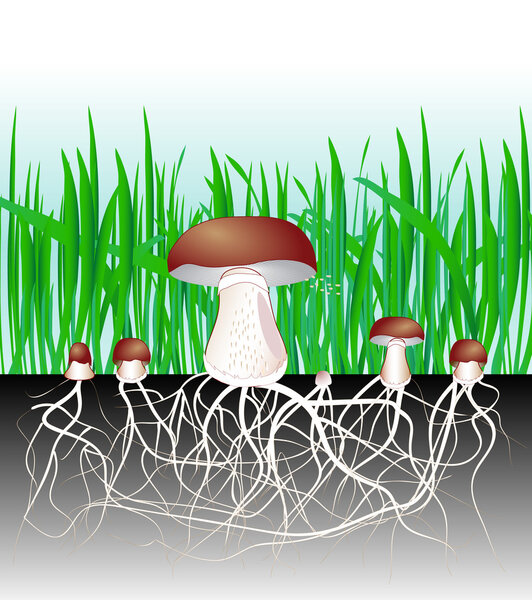 Mushrooms and vegetation. Reproduction fungus Mycelium and spore