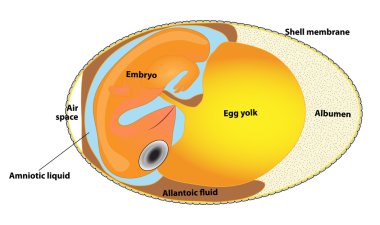 Structure bird egg. egg scheme. bird embryo. clipart