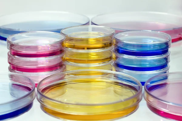 Petrischalen mit farbigen Flüssigkeiten — Stockfoto