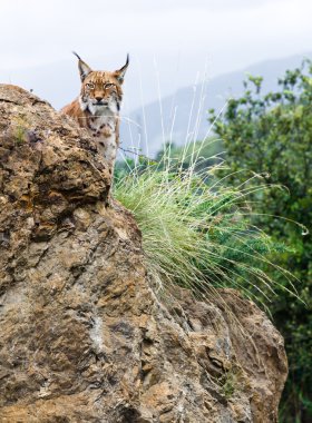 Eurasian lynx in the mountain clipart