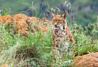 Eurasian lynx clipart
