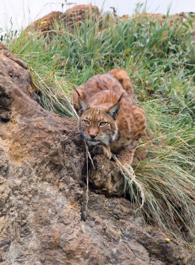 Lynx stalking clipart
