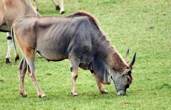 stock image Eland, taurotragus oryx