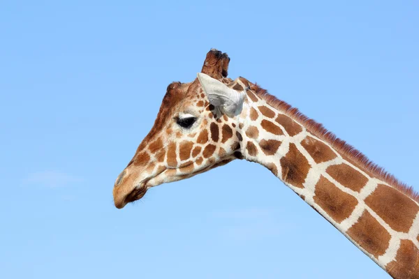 Stock image Giraffe, jirafa, camelopardalis