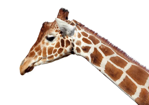 Girafa, jirafa — Fotografia de Stock
