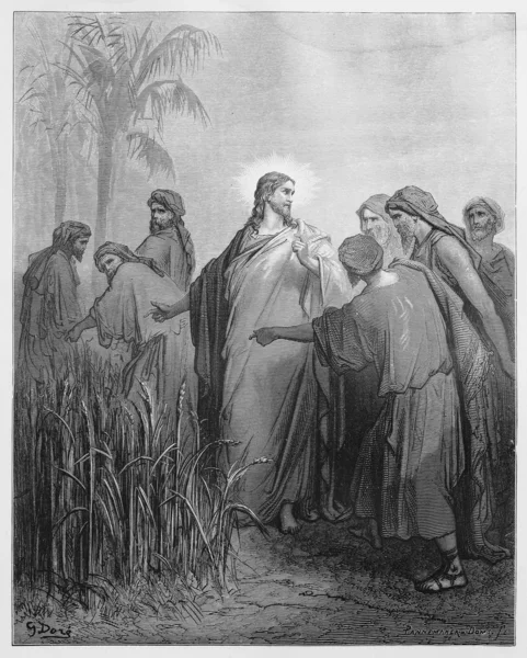 Jesus tells the disciples that they may pick corn — Stock Photo, Image