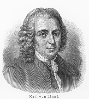 Carolus Linnaeus clipart