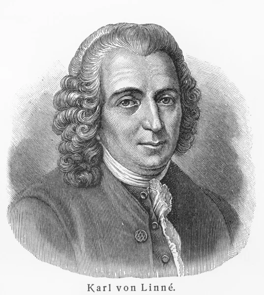 Carolus Linné — Stock Fotó