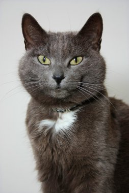 Gri kedi