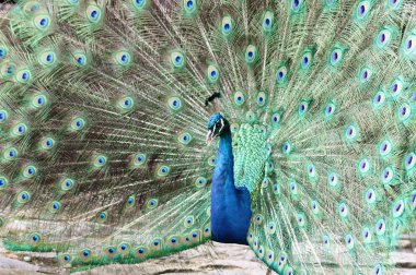 Blue Peafowl clipart