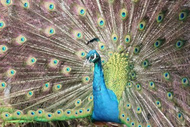 Indian Peafowl clipart