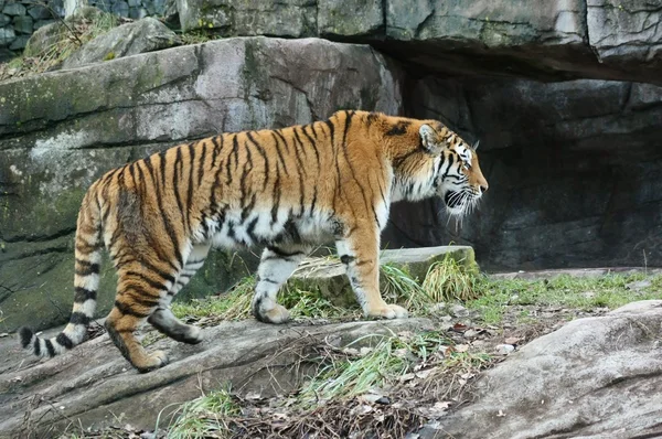 Vecchia tigre — Foto Stock