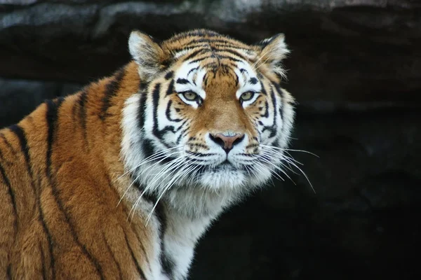 Tiger Close-Up