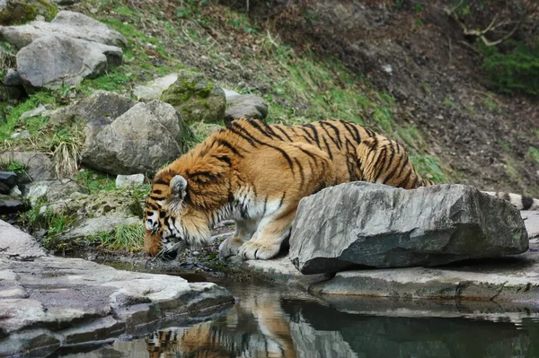 Тигровая питьевая вода — стоковое фото