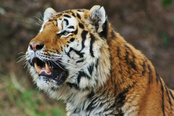 Tigre Testa — Foto Stock