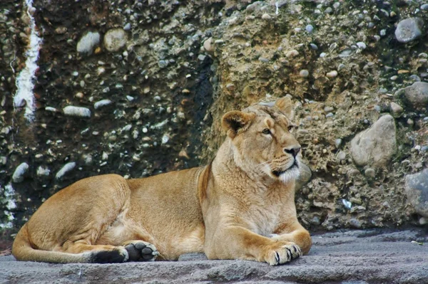 Львица отдыхает — стоковое фото