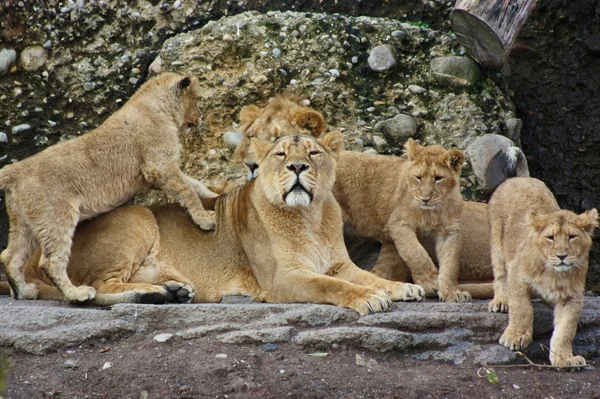 Семья Львов — стоковое фото