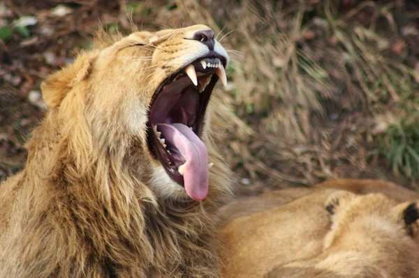 Лев с открытым ртом — стоковое фото