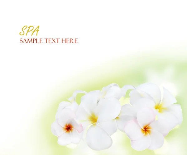 Frangipani tropical flowers background — Stock Photo, Image