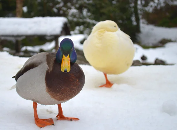 Zwei Enten im Schnee — Stockfoto