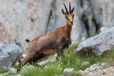 Chamois (Rupicapra Carpatica)