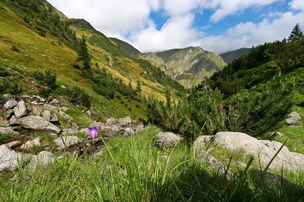 Valle della montagna — Foto Stock