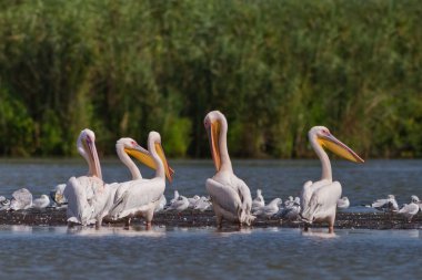 Beyaz Pelikan (pelecanus onocrotalus)