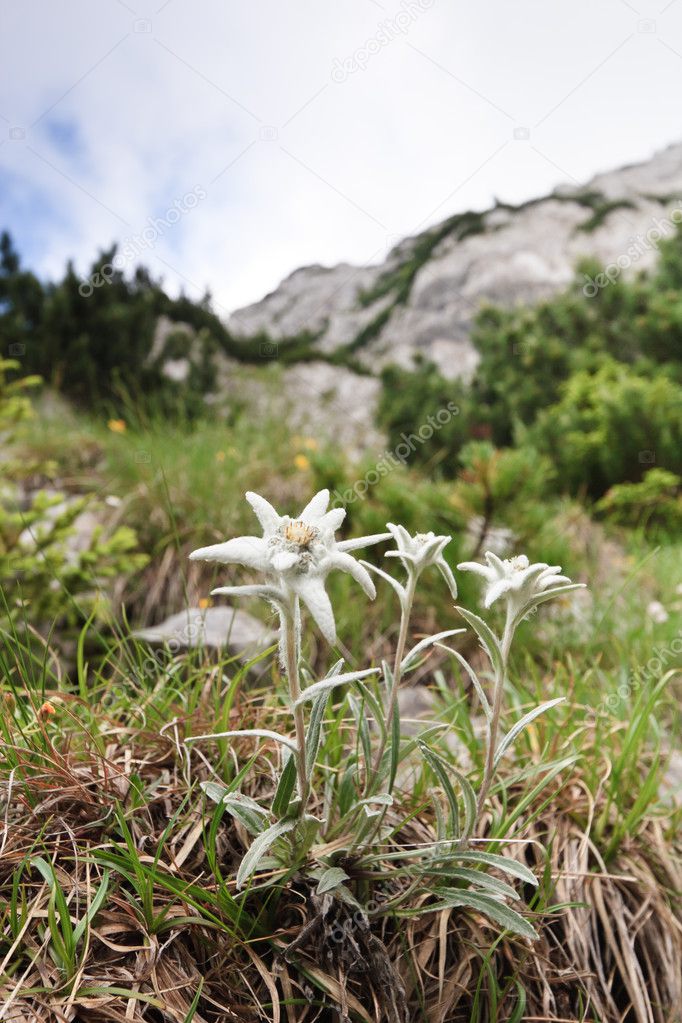 Edelweiss Stock Photo by ©porojnicu 10033679