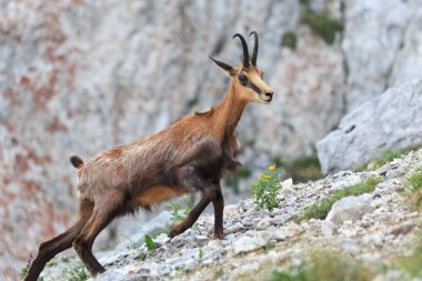 Chamois (Rupicapra Carpatica) clipart