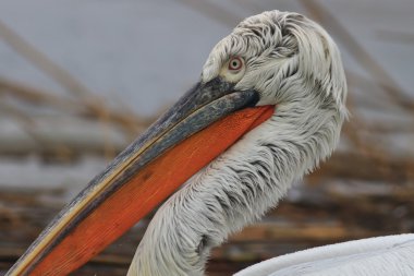 Dalmaçyalı pelikan (Pelecanus crispus)