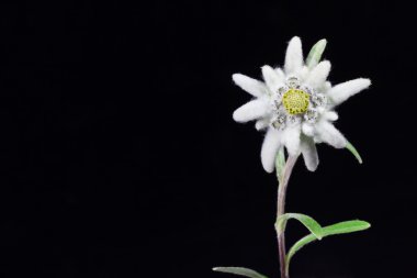 Edelweiss.