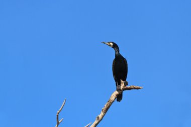 Karabatak (phalacrocorax carbo )