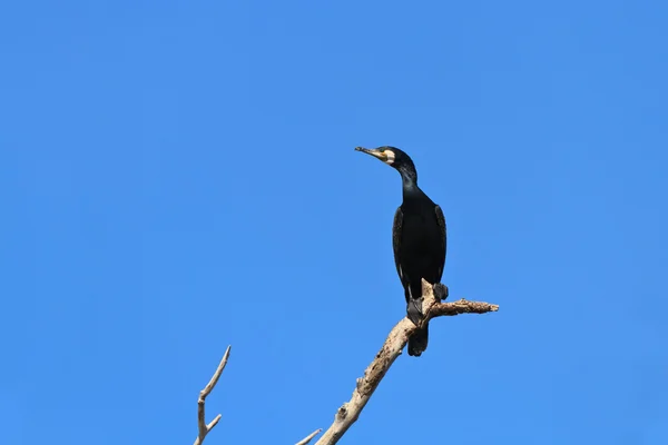 Cormorant (phalacrocorax carbo ) — Stock Photo, Image