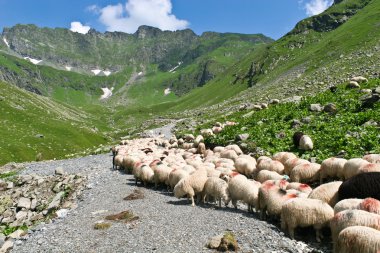 Koyun sürüsü