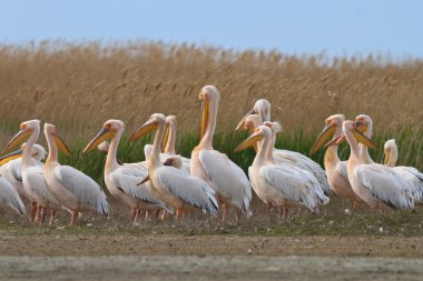 beyaz pelikan (Pelecanus onocrotalus)