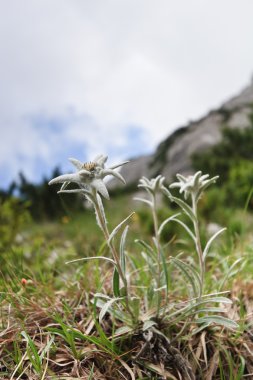 Edelweiss.