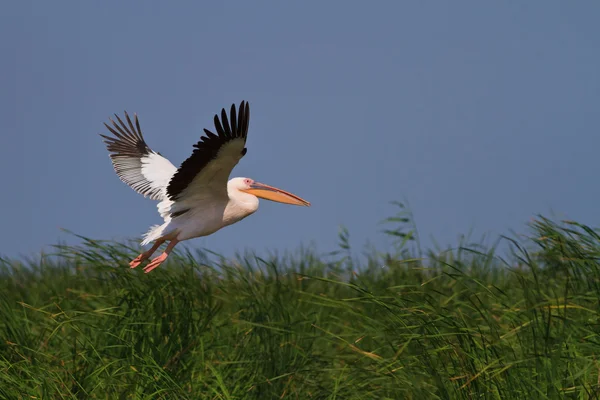 Uçuşta Beyaz Pelikan (Pelecanus onocrotalus) — Stok fotoğraf