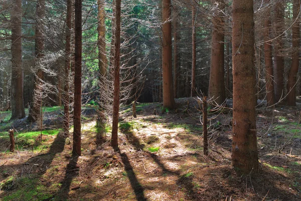 Floresta de pinheiro — Fotografia de Stock