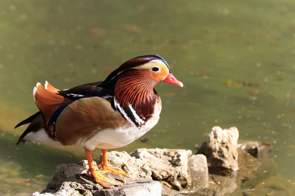 Mandarim Duck Drake (Aix Galericulata ) — Fotografia de Stock