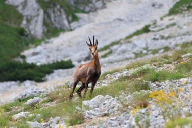 Chamois (Rupicapra Carpatica)