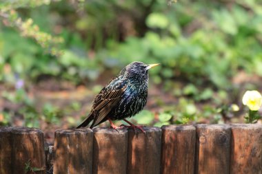 Sığırcık kuşu (sturnus vulgaris)