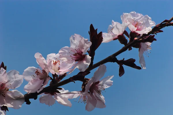 Apple blossom — Stock Photo, Image
