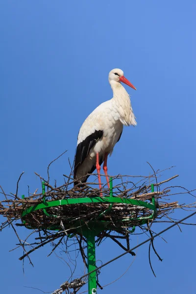 Stork in the nest — Stock Photo, Image