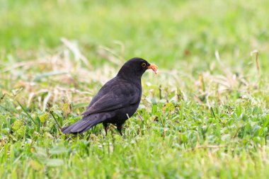 Kara Kuş (Turdus merula)