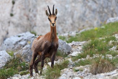 Chamois (Rupicapra Carpatica)