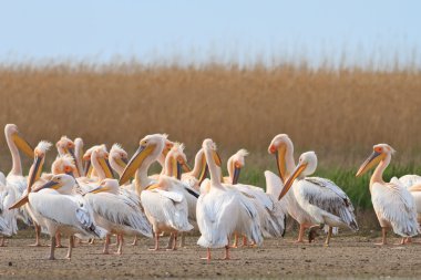 Beyaz Pelikan (pelecanus onocrotalus)