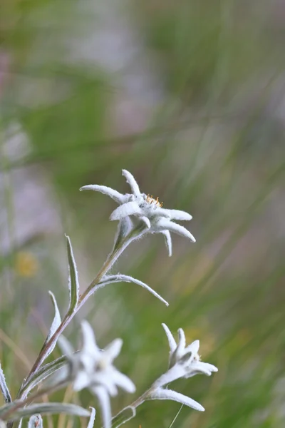 Edelweiss. —  Fotos de Stock