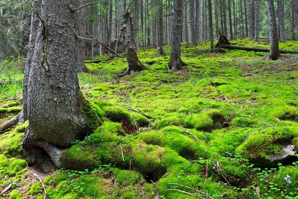 Pine forest — Stock Photo, Image